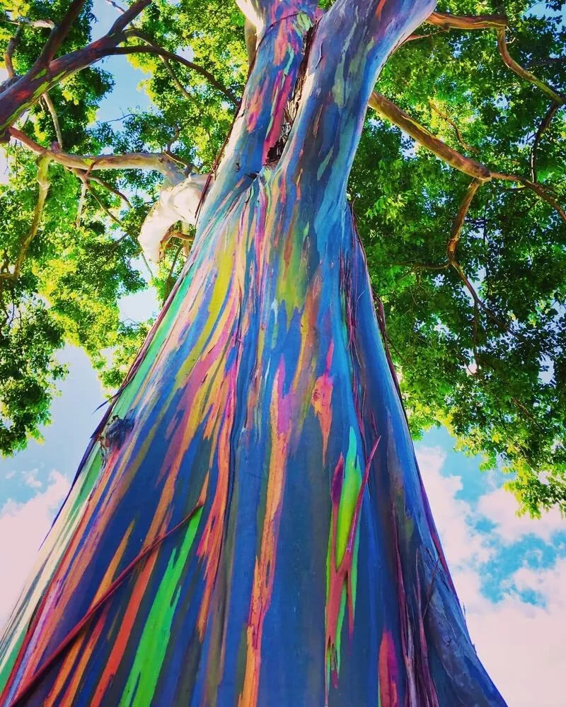 Rainbow Eucalyptus Tree Seeds - 50 Seeds - Colorful Bark - Eucalyptus deglupta