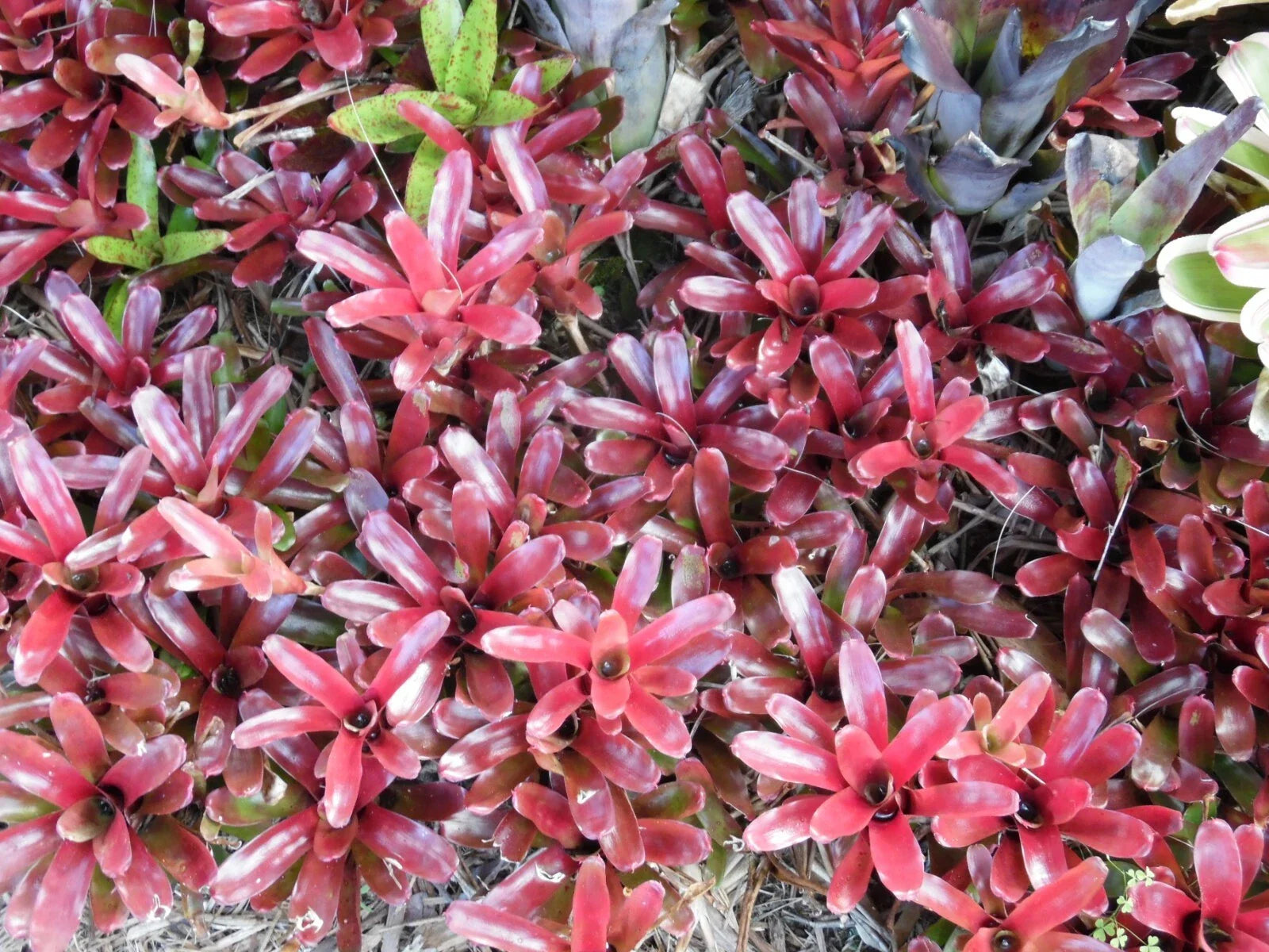 Small Neoregelia FIREBALL Bromeliad Tropical Plant - Bright Red Variegated Foliage, Exotic Houseplant