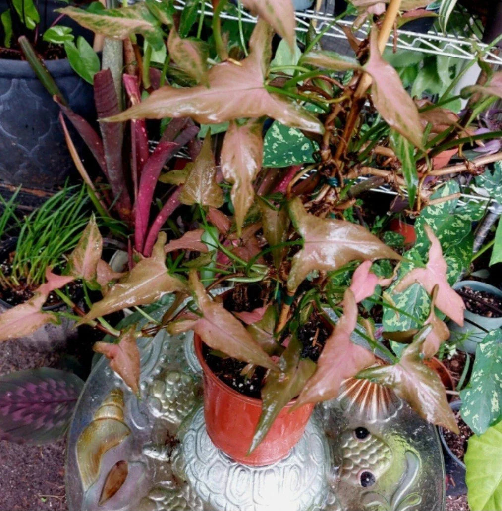 Pink Dwarf Syngonium Plant - Rare Houseplant - Syngonium podophyllum