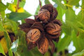 Pecan Tree Bare Root 12-24" Tall Carya illinoinensis Nut Tree for Home Garden