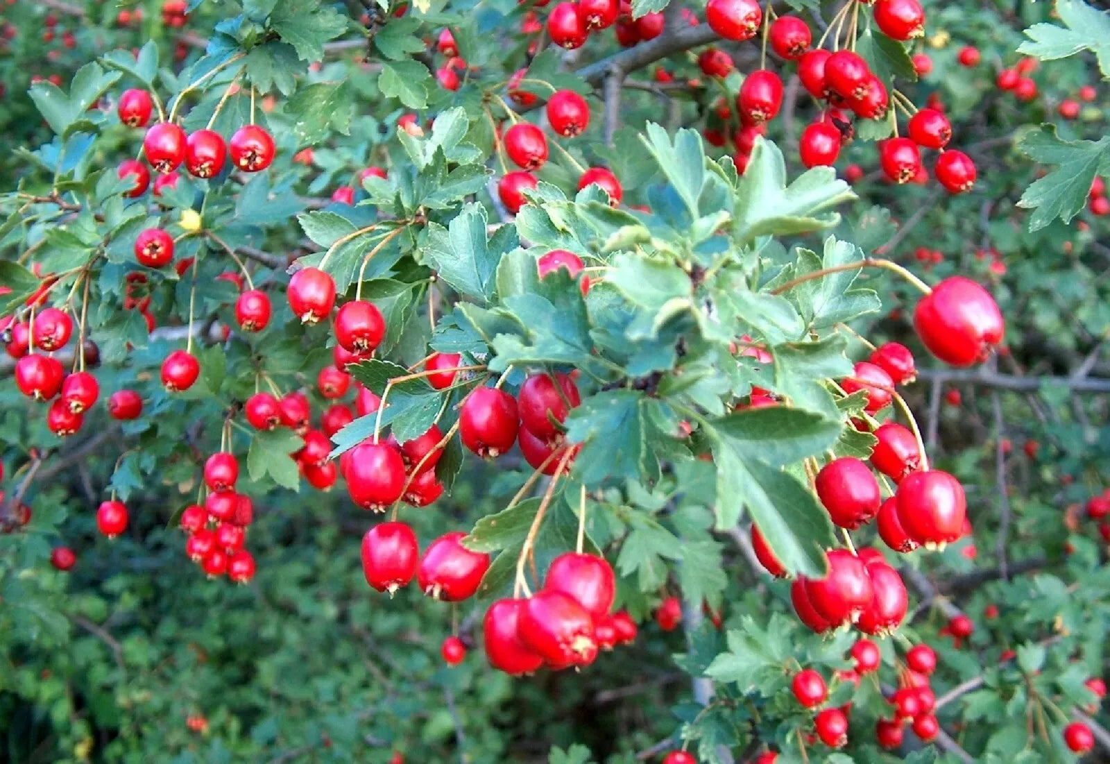 Wild Hawthorn Seeds - Organic 20 Count - Crataegus monogyna - Native Plant Seeds with Free Shipping