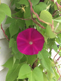 Morning Glory Seeds - Dark Pink - 20 Seeds - Ipomoea purpurea
