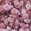 Pink Baby's Breath Seeds | Non-GMO Flower Seeds | Gypsophila elegans | Bulk Pack