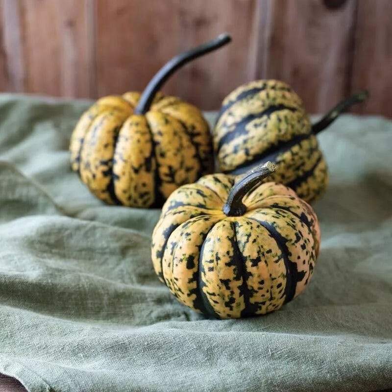 Honey Bun Acorn Squash Seeds, 10 Seeds, Heirloom Variety, Cucurbita pepo