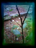 Pussy Willow Cuttings 5-7 in, Salix discolor, No Roots, Grow Your Own Plants, Natural Garden Supplies