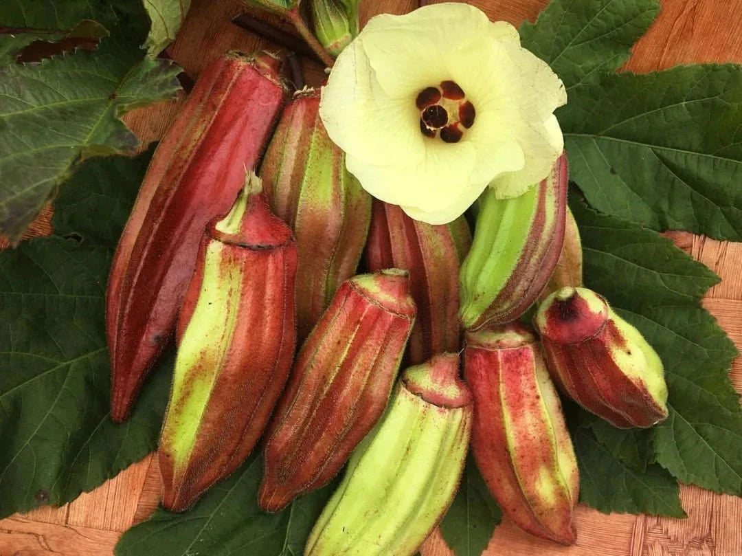 Texas Hill Country Red Okra Seeds - Heirloom Non-GMO Vegetable Seeds - Abelmoschus esculentus