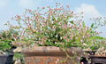 Rooted Cutting Plant Piece - Euphorbia guiengola Succulent Bonsai - 4" Rare Green Variety