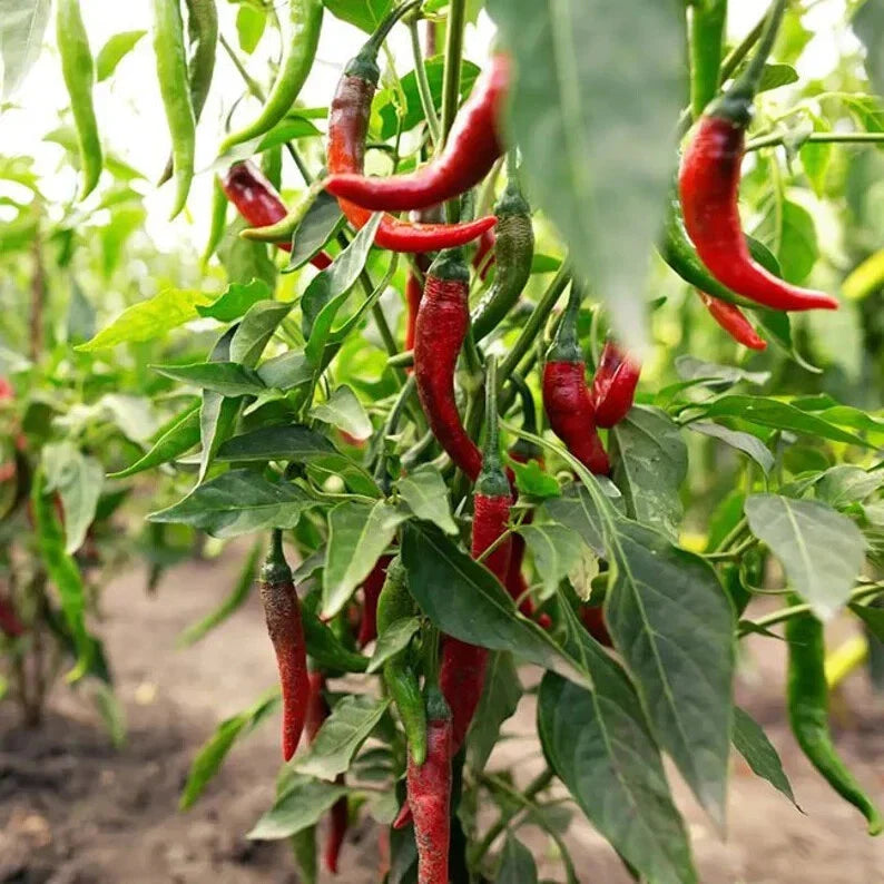 Hot Red Chilli Pepper Seeds - 100 Organic Seeds - Capsicum annuum - USA Grown, Free Shipping