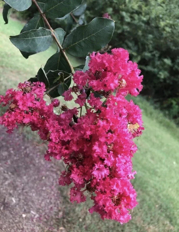 Crape Myrtle Seeds - 1,000 Count - Crepe Variety (Lagerstroemia Indica) - Flowering Plant Seeds for Garden