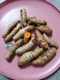 Fresh Turmeric Roots - 8 Ounce for Growing - Curcuma longa - Organic Live Plant Roots