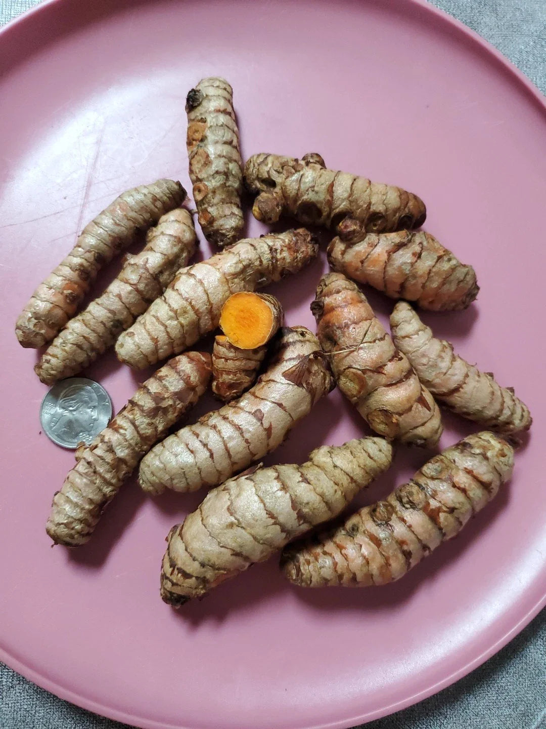 Fresh Turmeric Roots - 8 Ounce for Growing - Curcuma longa - Organic Live Plant Roots