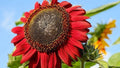 Red Sunflower Seeds - 10+ Heirloom NON-GMO Rare Seeds - Helianthus annuus