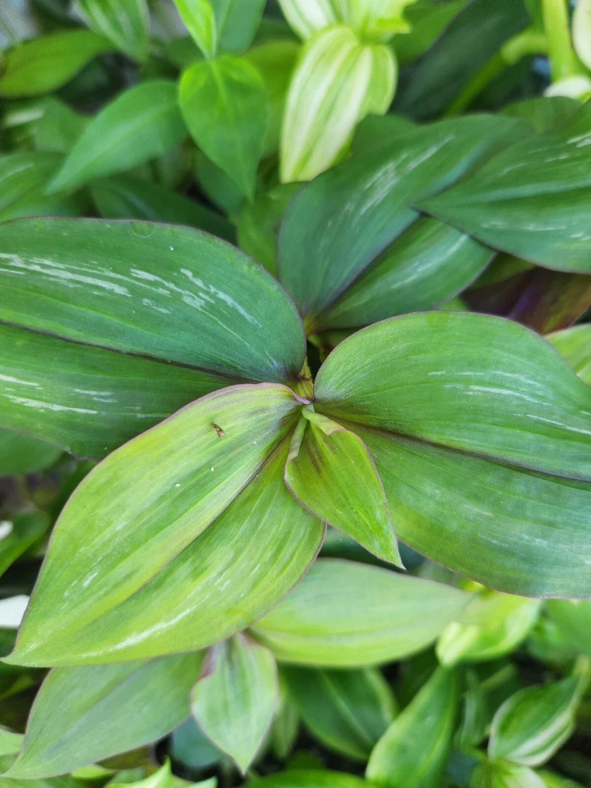 Wandering Jewel Plant - 4" Pot - Flame Dance - Tradescantia Zebrina
