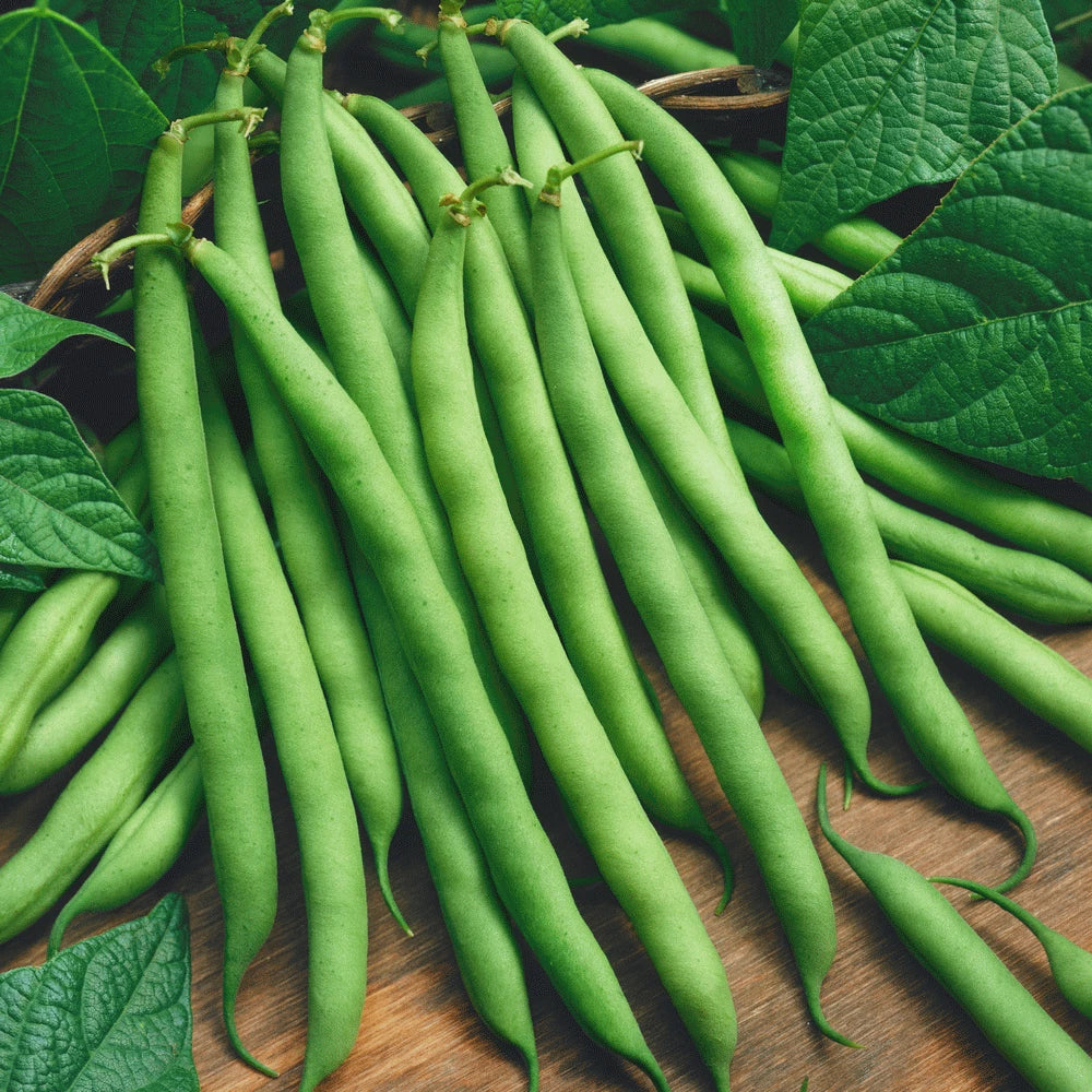 Provider Green Bean Seeds 50+ - Phaseolus vulgaris - Non-GMO, Heirloom, High Yield, Garden Vegetable Seeds