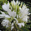 White Queen Spider Seeds - 100 Count - Clome Spinosa Perennial - Attracts Bees - US Seller