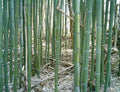 1 Ft Yellow Groove Bamboo Rhizome Cutting - Phyllostachys aureosulcata - Garden Plants Hardy Zone 5