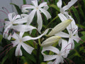 Crinum Lily Bulb, Large Blooming-Size, Erubescens, Aquatic Plant for Water Gardens