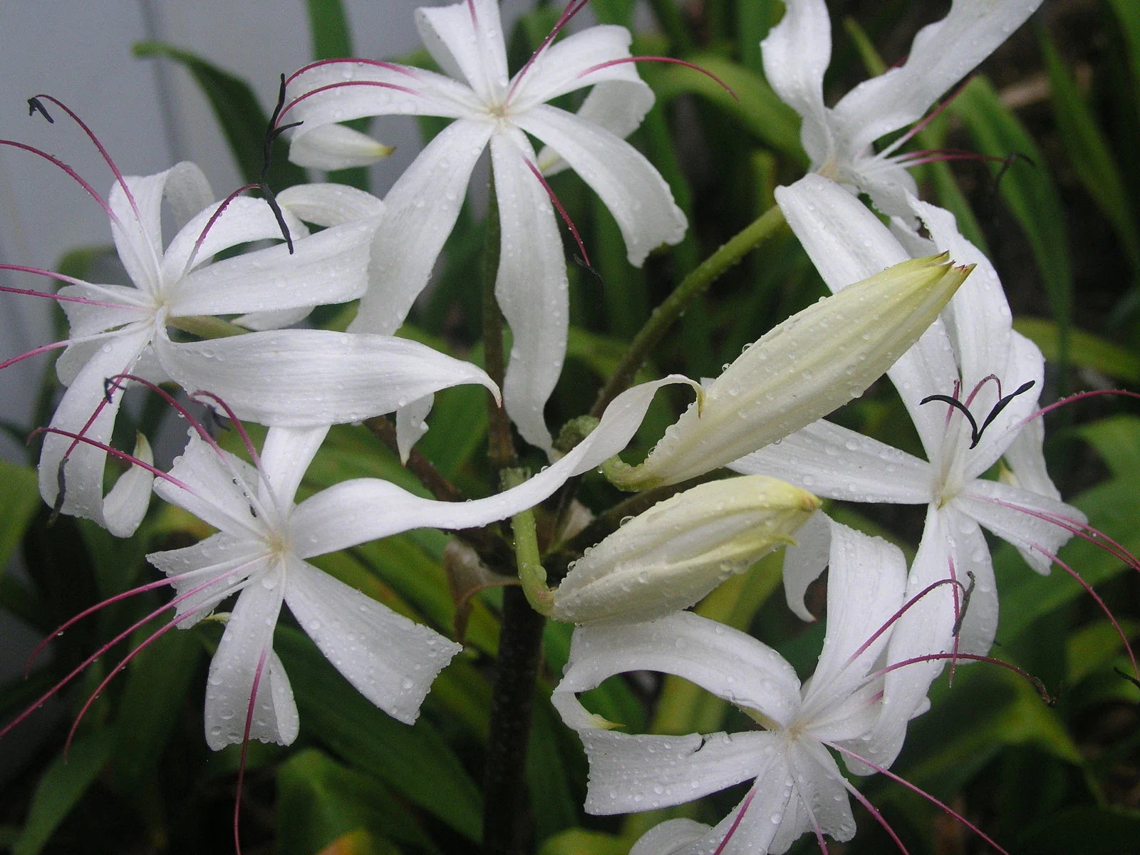 Crinum Lily Bulb, Large Blooming-Size, Erubescens, Aquatic Plant for Water Gardens