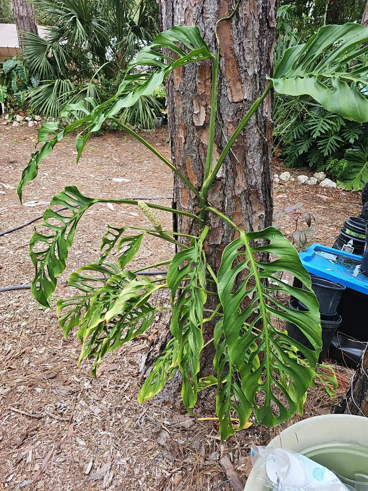 Monstera Adansonii Cuttings - 3 Node Unrooted Swiss Cheese Monstera Wide Form - Perfect for Plant Propagation