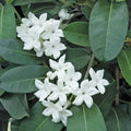 Madagascar Jasmine Starter Plant - Small Rooted Green Leaf Stephanotis - Fragrant Indoor Houseplant (Stephanotis floribunda)