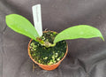 Hoya diversifolia Plant 2.5" Pot Unique Shaped Leaves Rooted
