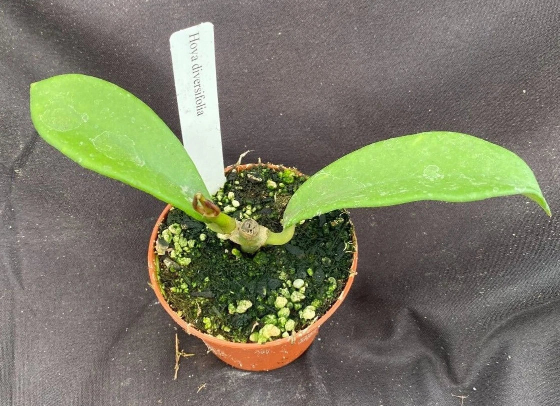Hoya diversifolia Plant 2.5" Pot Unique Shaped Leaves Rooted