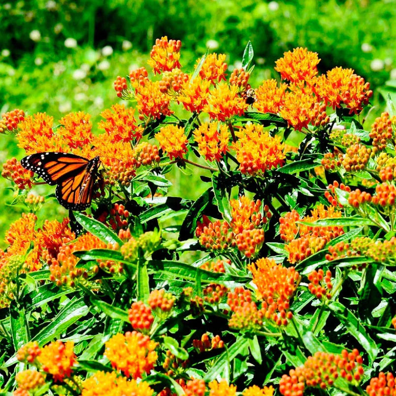 Milkweed Seeds - 100 Count - Orange Variety - Asclepias - Monarch Butterfly Host Plant - Perennial USA