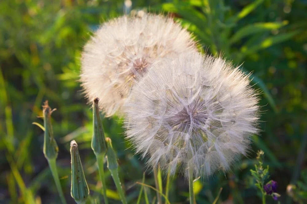 Salsify Seeds 100 Seeds Non-GMO White Salsify Goatsbeard (Tragopogon porrifolius) Root Vegetable