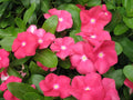Vinca Sunsplash Cherry Seeds 100 Pack - Catharanthus roseus