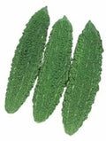 Bitter Gourd Seeds Futo - Spindle Heirloom Non-GMO, Gardening Seeds for Home Growers, Cucurbita max.