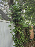 Giant Green Pothos Cuttings 6-8 In, Taro Vine, Single Leaf, Epipremnum aureum