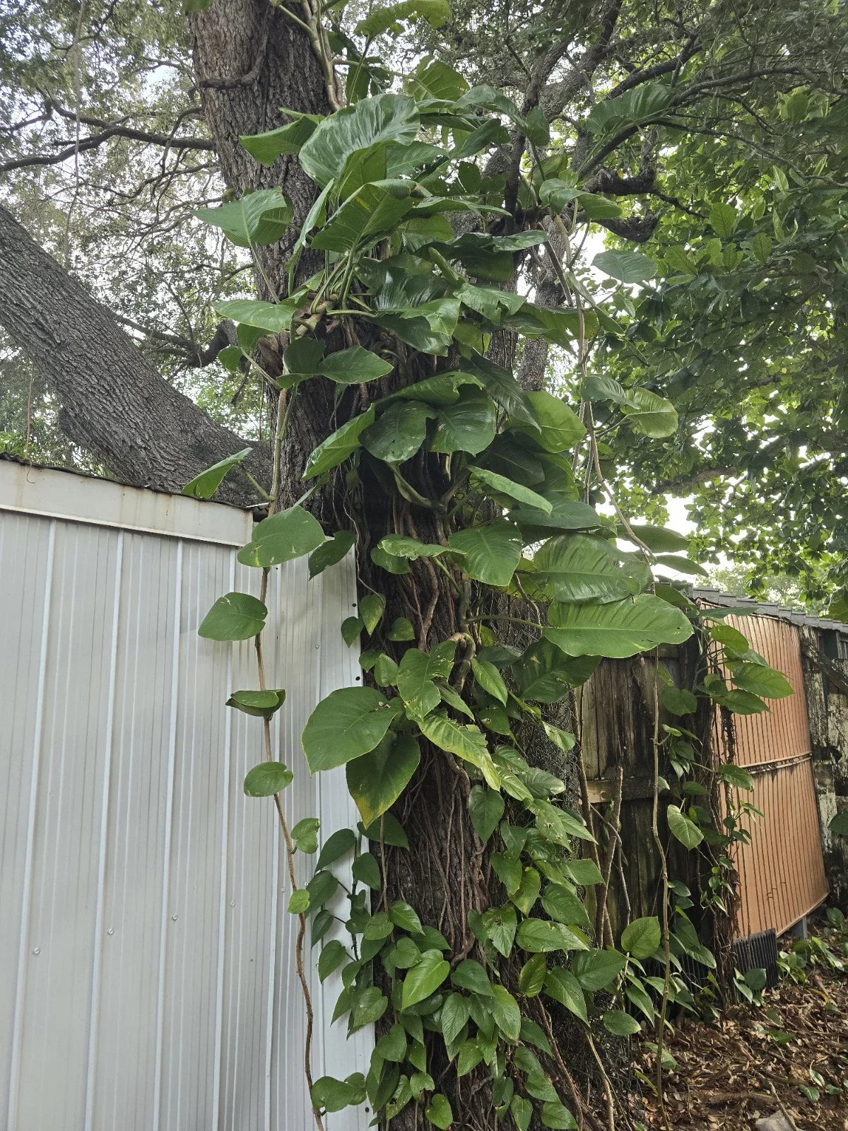 Giant Green Pothos Cuttings 6-8 In, Taro Vine, Single Leaf, Epipremnum aureum