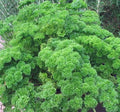 Parsley Seed, Heirloom Moss Curled, Non-GMO, 25+ Seeds, Petroselinum crispum