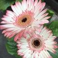 Gerbera Daisy Seeds - 200 White & Pink Variety - Ideal for Garden Planting - USA