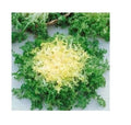 Green Curled Ruffle Endive Seeds 200-8000 Heirloom Tender Leaves for Salad, Cichorium endivia