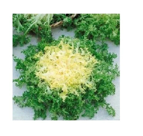 Green Curled Ruffle Endive Seeds 200-8000 Heirloom Tender Leaves for Salad, Cichorium endivia