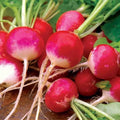 Sparkler Radish Seeds 200 Ct Heirloom NON-GMO Vegetable Garden - Raphanus sativus