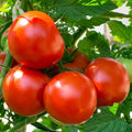 Oregon Spring Tomato Seeds 50+ Count Determinate Garden Vegetables Lycopersicon esculentum
