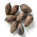 Northern Sweet Pecan Tree 5 Seeds, Hardy Zone 5, Edible Nuts, Carya illinoinensis