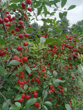 Live Small Vine Cherry Tree Plant | Dwarf Variety | Perfect for Containers