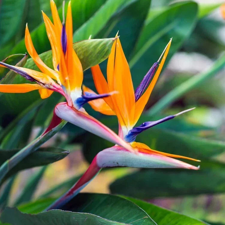Orange Bird of Paradise Plant 4-6" Strelitzia Reginae Live Ship No Pot