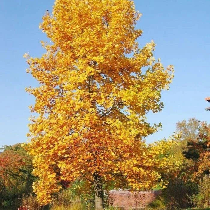 Tulip Poplar Tree Seedling | Live Tree Seedling (1 Tree) | Liriodendron tulipifera | Ideal for Planting