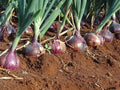 Red Creole Onion Seeds - 150 to 10K Count - Short Day Variety - Allium cepa - Root Rot Resistant, Long Shelf Life
