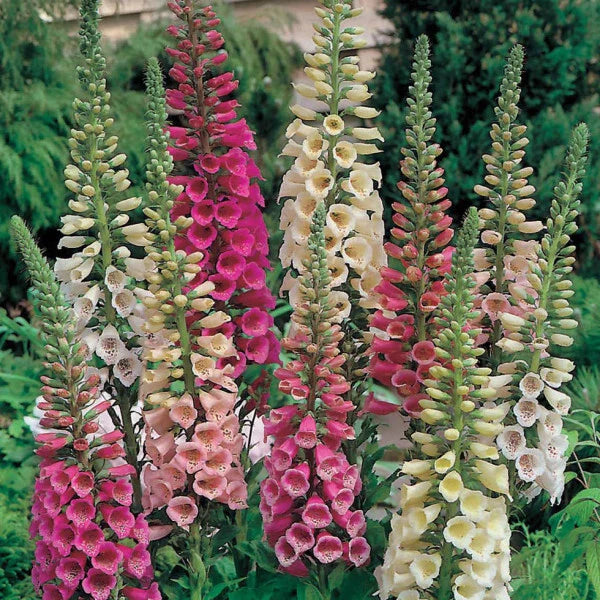 Foxy Mix Foxglove Seeds | Non-GMO Flower Seeds | Digitalis purpurea | Garden Planting