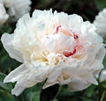Peony Bare Root Live Plant - Festiva Maxima - Outdoor Garden Perennial Flower - Paeonia lactiflora