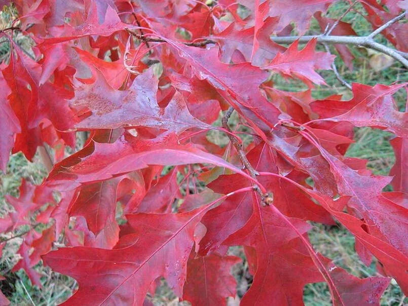 Scarlet Oak Tree Seeds | Premium Quality | Quercus coccinea | Ideal for Planting and Landscaping