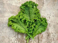Green Wave Mustard Seeds - 150 Count - Tender, Cold Hardy, Sharp & Spicy Microgreens - Brassica juncea