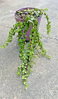 Rare Variegated Portulacaria Afra 'Aurea' Elephant Bush Jade Bonsai 1 Gallon - Unique Succulent Plant for Indoor Decor