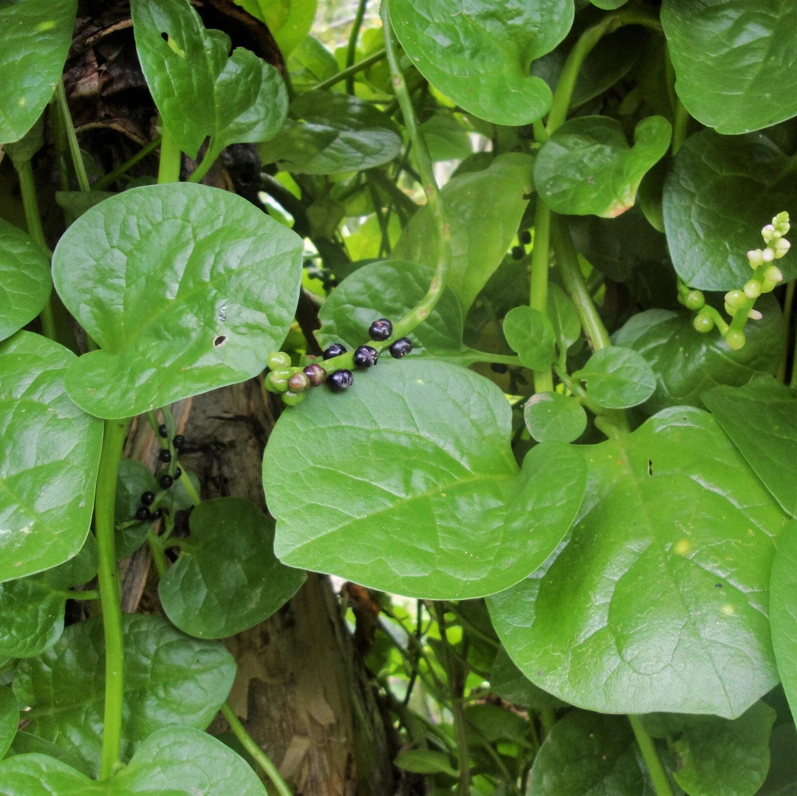 Giant Malabar Spinach Seeds | Round Leaf Green Vine Lettuce | Basella rubra | Vegetable Seed 2025