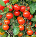 Large Red Cherry Tomato Seeds | Bush Grape Heirloom Vegetable Seeds | Solanum lycopersicum | 2025